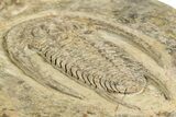 Early Cambrian Trilobite (Perrector) - Tazemmourt, Morocco #355771-4